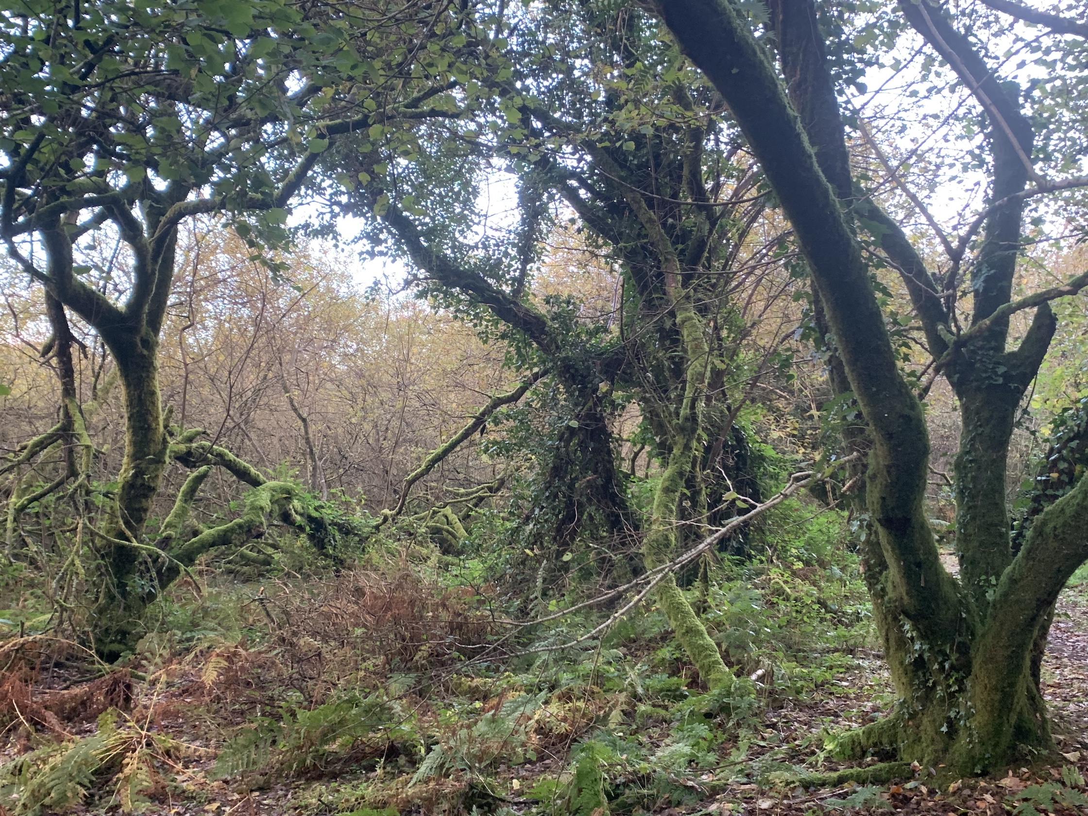 Artist Retreat and Residency in the wilds of Celtic Cornwall photo 8